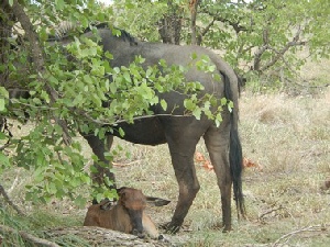 Wildebeest and calf