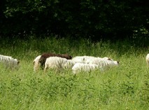 roaming sheep