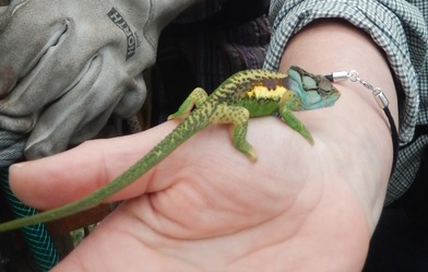 From largest to smallest - a chameleon