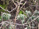 The first Snowdrops