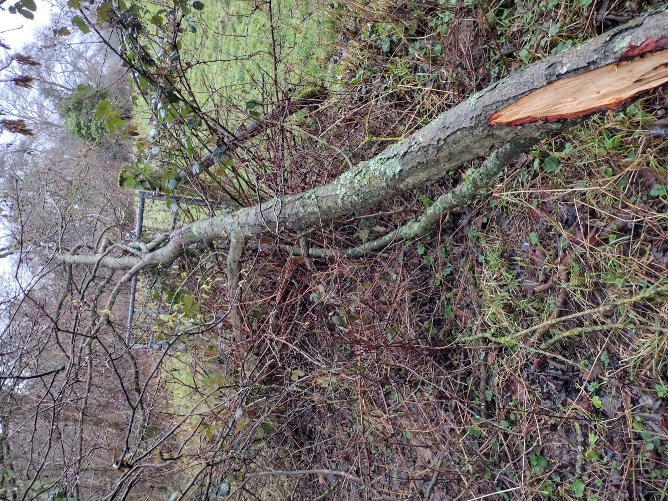 Samwise the Huntaway