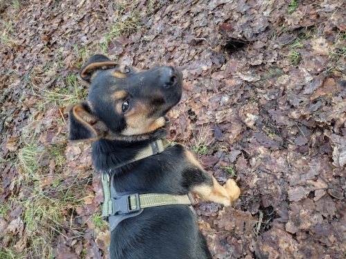 Samwise the Huntaway