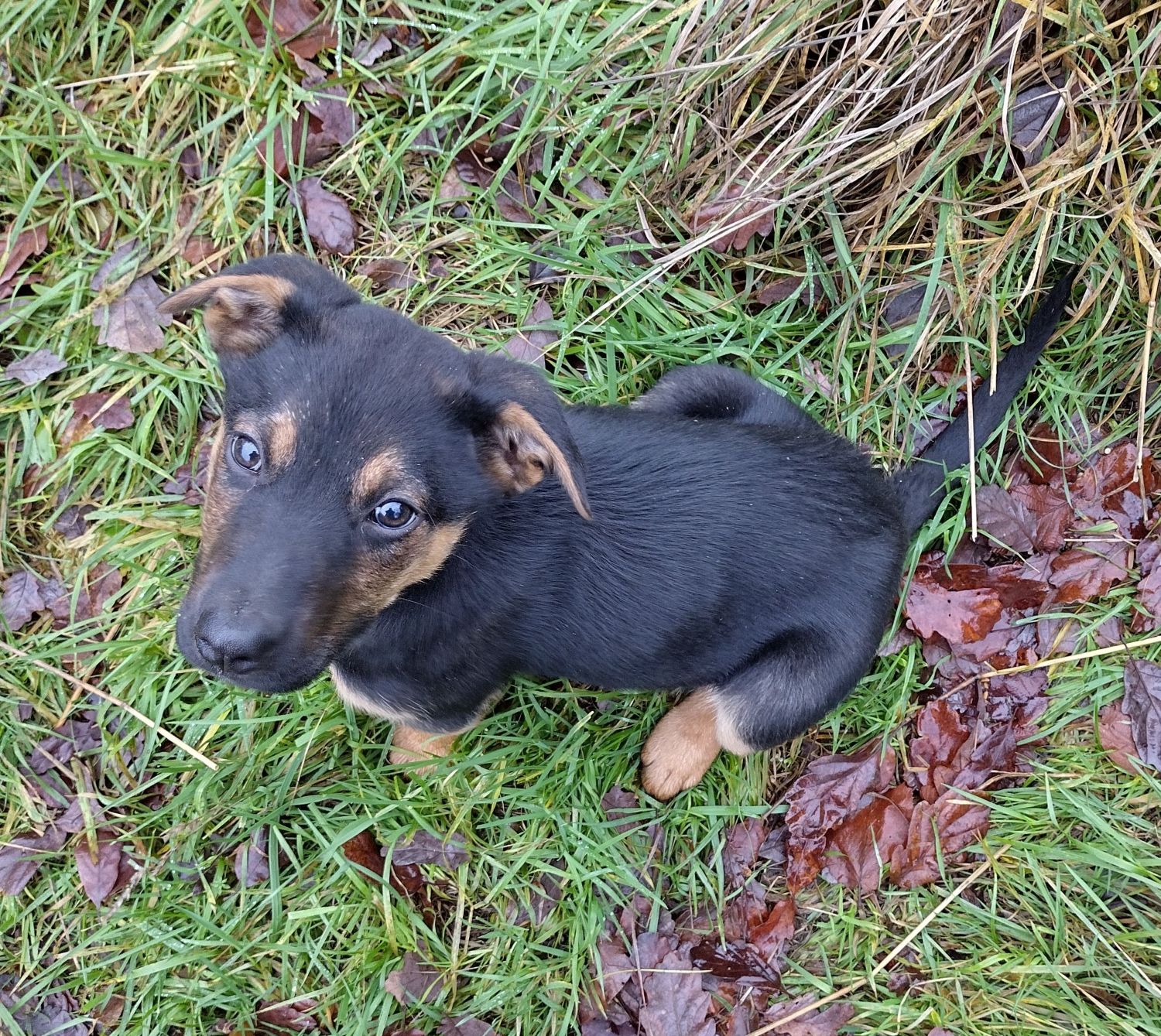 Samwise the Huntaway