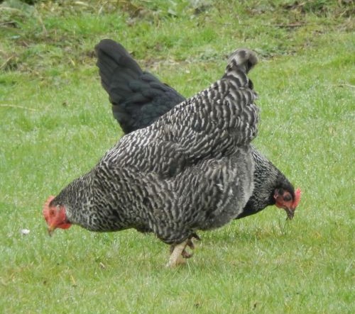 Speckledy hens